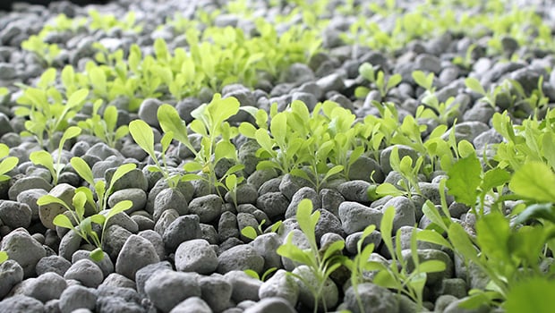 Hess Ponics grow media growing microgreens in an aquaponics system